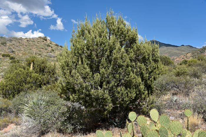 Utah Juniper is a shrub or tree, usually with a single trunk and rounded crown. Across its range it grows in elevations ranging from 3,000 to almost 8,000 feet. Juniperus osteosperma 